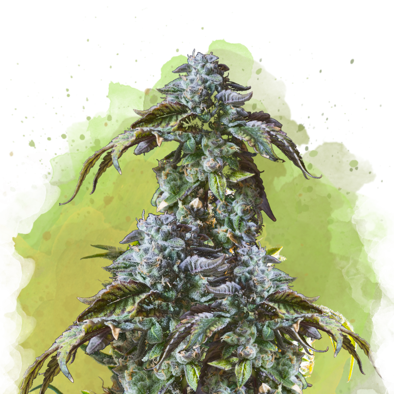 Blue Cheese | Autoflower with Quick Harvest Advantage