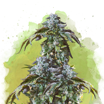 Blue Cheese | Autoflower with Quick Harvest Advantage