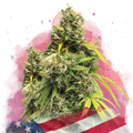 5 Alive Feminized - Nirvana USA
