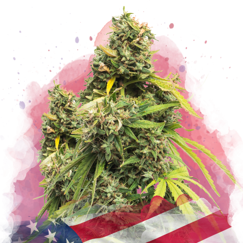 5 Alive Feminized - Nirvana USA