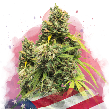 5 Alive Feminized - Nirvana USA