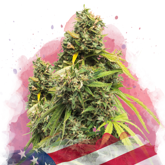 5 Alive Feminized - Nirvana USA