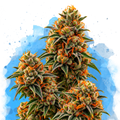 California Orange Bud Regular