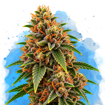 Candy Kush Regular