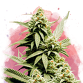 Cement Shoes Feminized - Nirvana USA