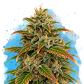 Gelato Regular