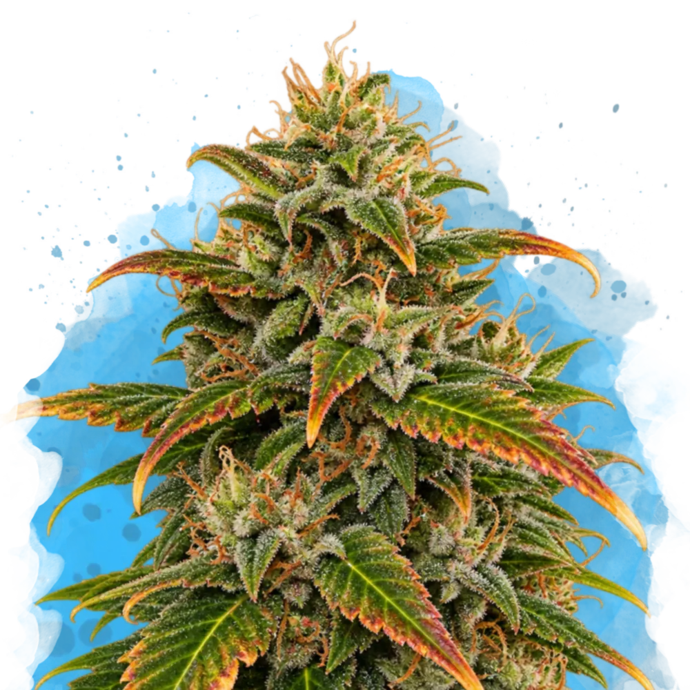 Gelato Regular