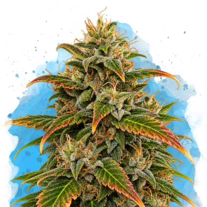 Gelato Regular