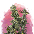 Close-up of an indica landrace cannabis plant with dense green buds and frosty trichomes, set against a watercolor-style pink and purple background with splatter effects.