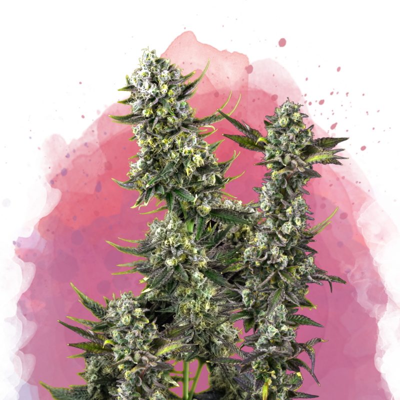 Close-up of an indica landrace cannabis plant with dense green buds and frosty trichomes, set against a watercolor-style pink and purple background with splatter effects.