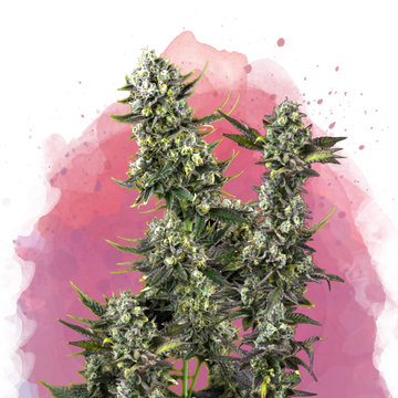 Close-up of an indica landrace cannabis plant with dense green buds and frosty trichomes, set against a watercolor-style pink and purple background with splatter effects.