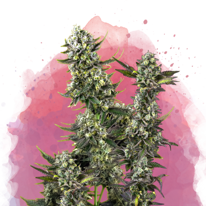 Close-up of an indica landrace cannabis plant with dense green buds and frosty trichomes, set against a watercolor-style pink and purple background with splatter effects.