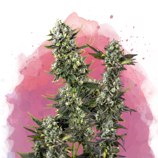 Close-up of an indica landrace cannabis plant with dense green buds and frosty trichomes, set against a watercolor-style pink and purple background with splatter effects.