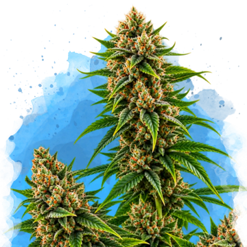 Master Kush Regular cannabis plant with dense buds and green foliage against blue background