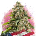 A close-up of a cold resistant cannabis plant covered in trichomes, set against a watercolor-style background with shades of pink and red, partially overlaid with a section of the American flag at the bottom.