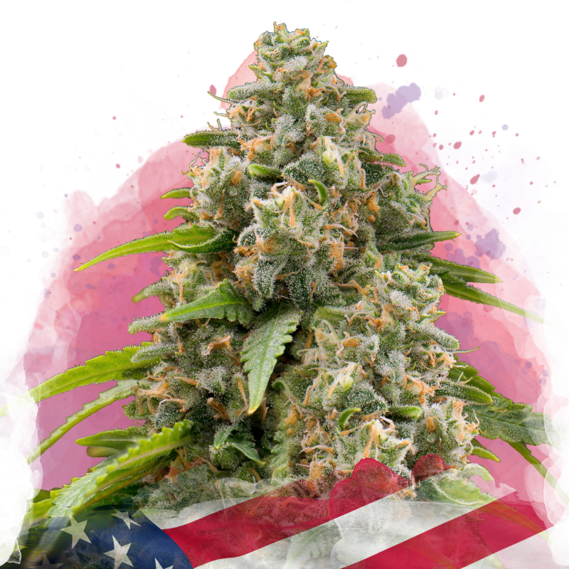 A close-up of a cold resistant cannabis plant covered in trichomes, set against a watercolor-style background with shades of pink and red, partially overlaid with a section of the American flag at the bottom.