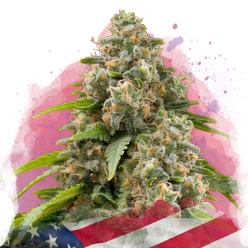 A close-up of a cold resistant cannabis plant covered in trichomes, set against a watercolor-style background with shades of pink and red, partially overlaid with a section of the American flag at the bottom.