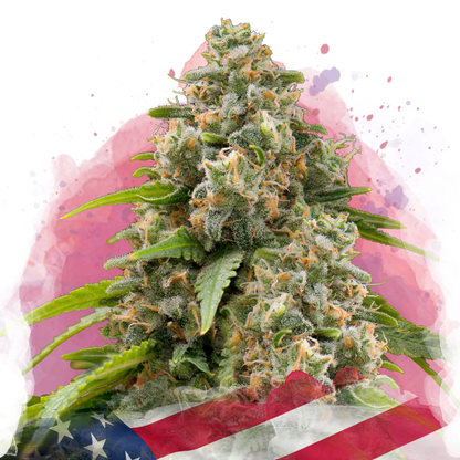 A close-up of a cold resistant cannabis plant covered in trichomes, set against a watercolor-style background with shades of pink and red, partially overlaid with a section of the American flag at the bottom.