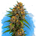 OG Kush Regular