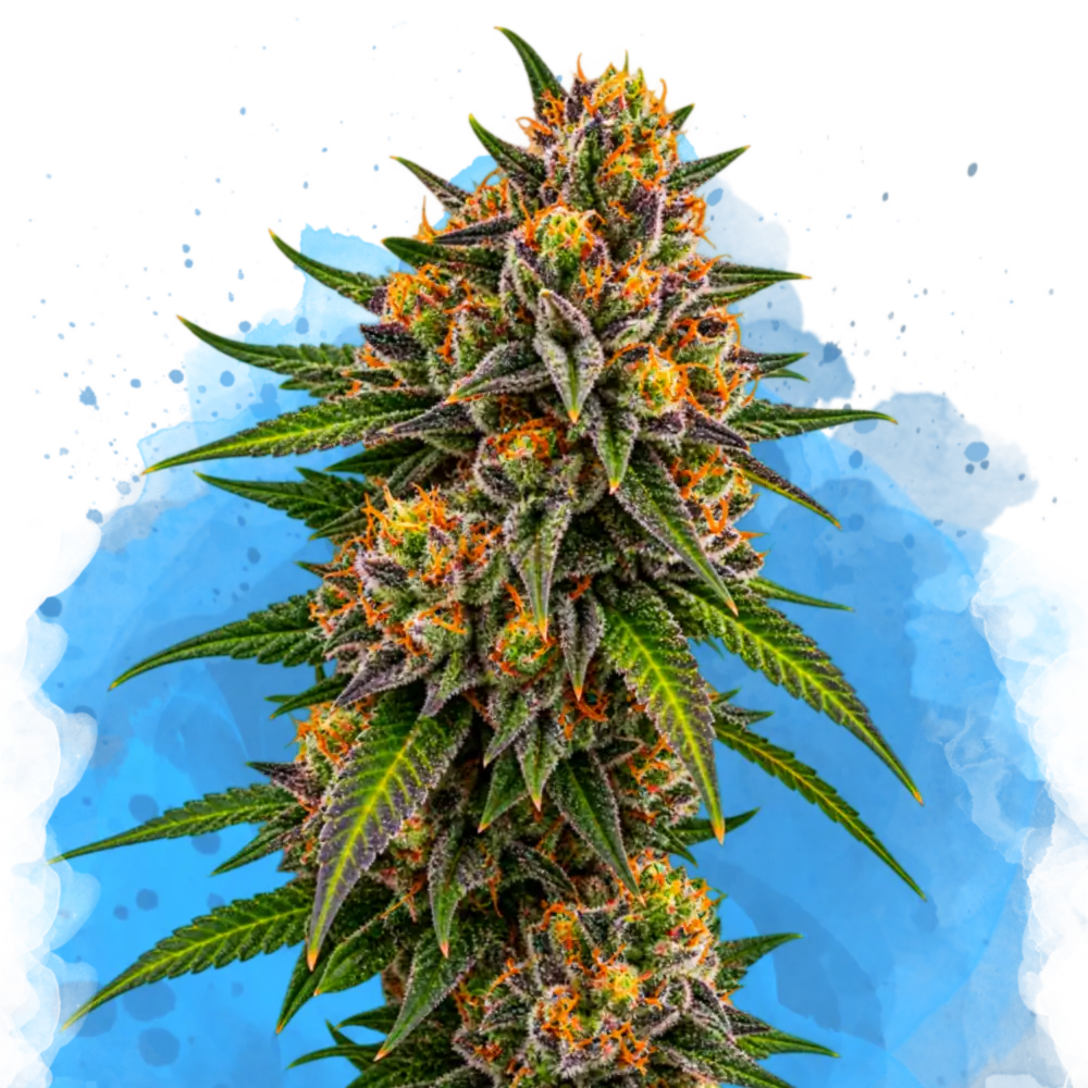 OG Kush Regular