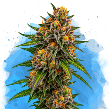 OG Kush Regular seed plant with dense, resinous buds and green foliage against blue background