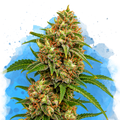 White Widow Regular