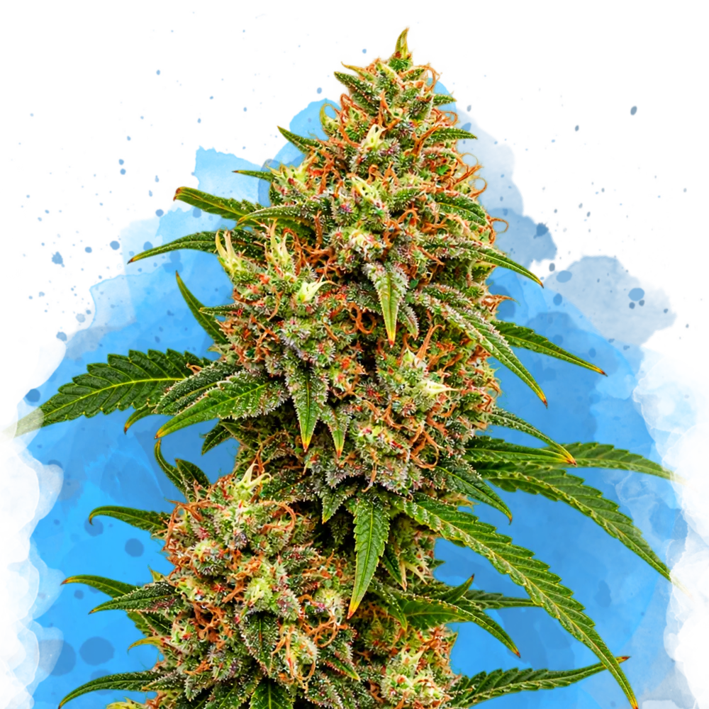 White Widow Regular