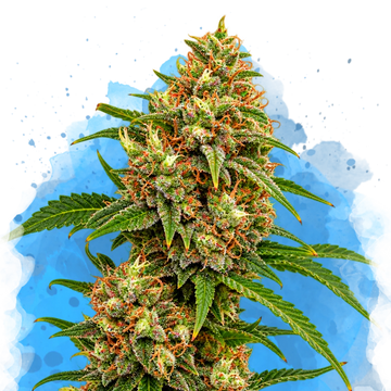 White Widow Regular