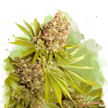 AK-48 Autoflower - Nirvana USA