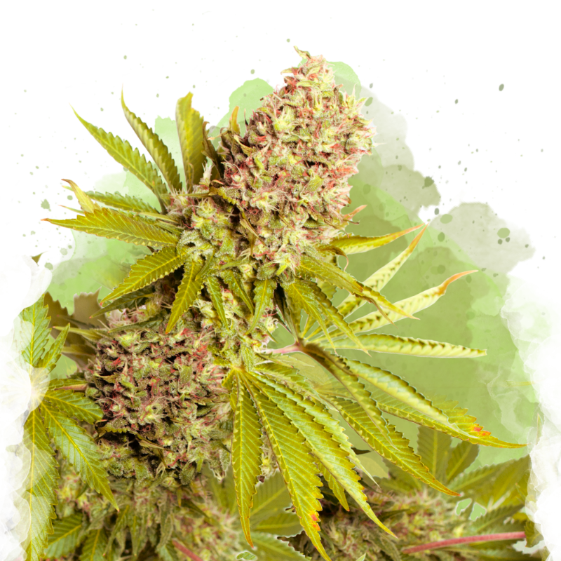 AK-48 Autoflower - Nirvana USA