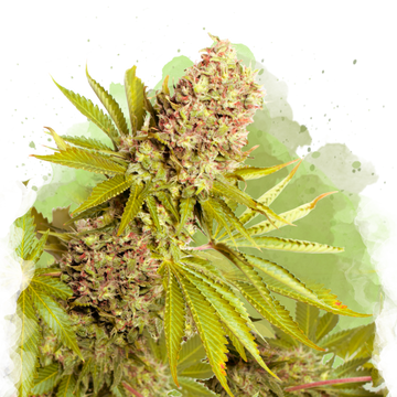 AK-48 Autoflower - Nirvana USA