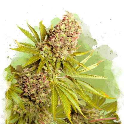 AK-48 Autoflower - Nirvana USA