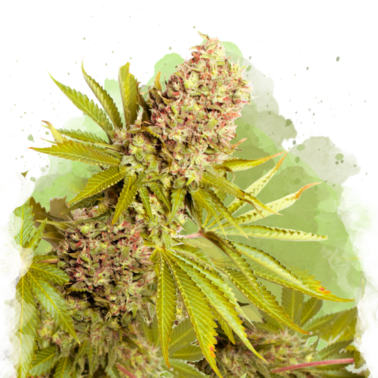 AK-48 Autoflower - Nirvana USA