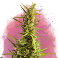 AK-48 Feminized - Nirvana USA
