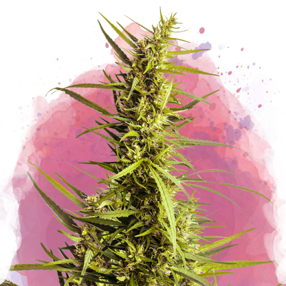AK-48 Feminized - Nirvana USA