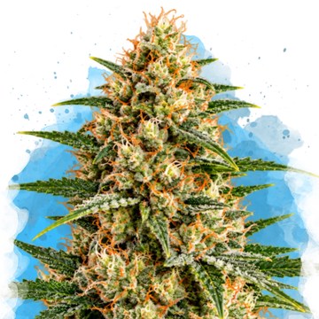 AK-48 Regular