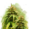 Amnesia Haze Autoflower - Nirvana USA