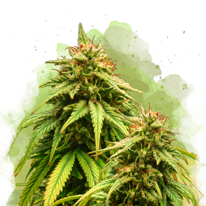 Amnesia Haze Autoflower - Nirvana USA