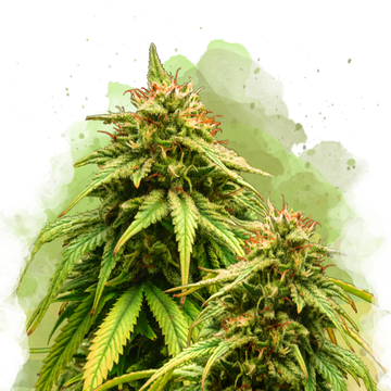 Amnesia Haze Autoflower - Nirvana USA