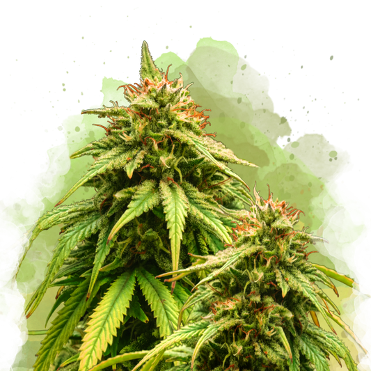 Amnesia Haze Autoflower - Nirvana USA