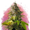 Amnesia Haze Feminized - Nirvana USA