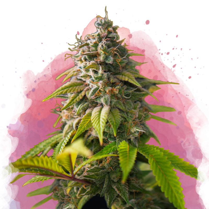 Amnesia Haze Feminized - Nirvana USA