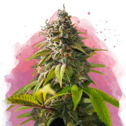 Amnesia Haze Feminized - Nirvana USA