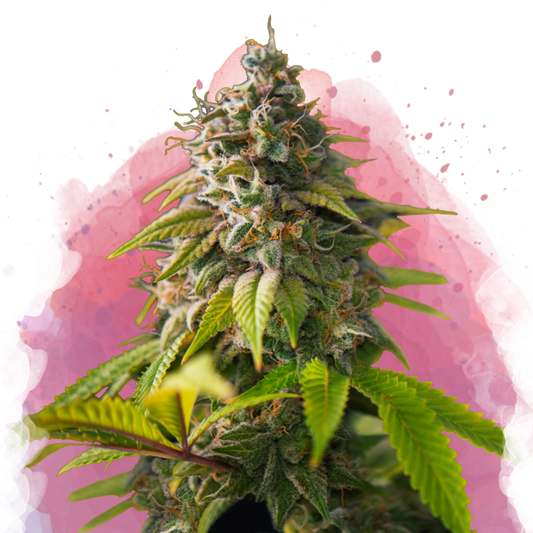 Amnesia Haze Feminized - Nirvana USA