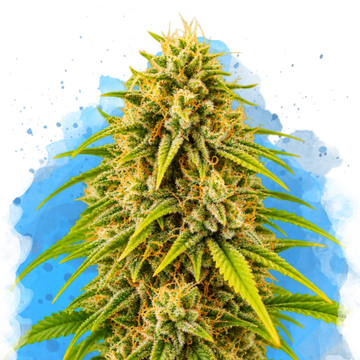 Amnesia Haze Regular