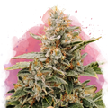 Apple Fritter Feminized - Nirvana USA