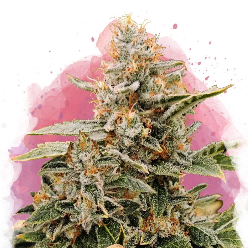 Apple Fritter Feminized - Nirvana USA