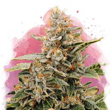 Apple Fritter Feminized - Nirvana USA