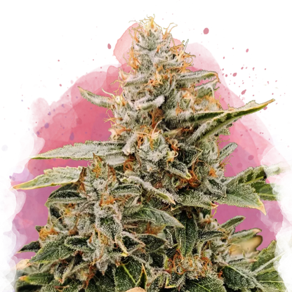 Apple Fritter Feminized - Nirvana USA