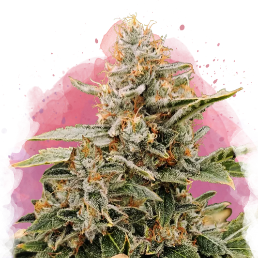 Apple Fritter Feminized - Nirvana USA